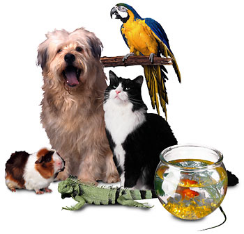 pets3_1_ Pertimbangan sebelum Anda Memiliki Binatang Peliharan