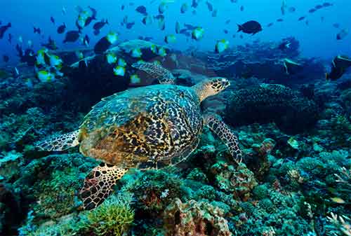 Life Goal! Kunjungi 5 Pulau Terindah di Indonesia Sebelum Ajal Memanggil 04 - Finansialku