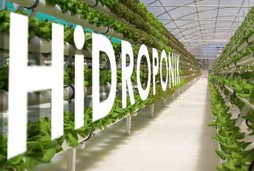 Terbaru! Cara Menanam Hidroponik di Rumah dengan Biaya Investasi yang Terjangkau 02 - Finansialku