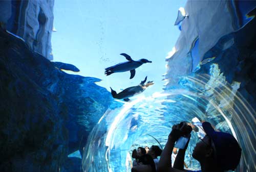Asahiyama-Zoo-18-Finansialku