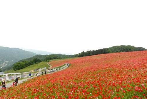 Chichibu-Kogen-Farm-11-Finansialku