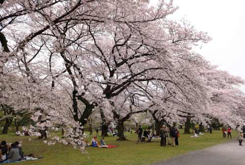 Koishikawa-Botanical-Garden-7-Finansialku