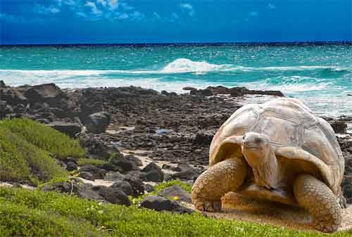 Tempat Wisata yang Akan Hilang Dari Muka Bumi 08 Pulau Galapagos - Finansialku