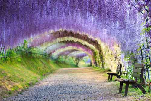 Keren, Bukan Editan! Ini 10+ Tempat Wisata Unik di Dunia 07 Kawachi Fuji Garden - Finansialku