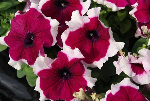 Tanaman Hias Gantung 06 (Petunia Red Picotee) - Finansialku