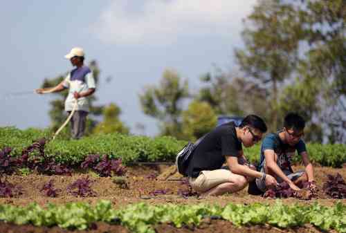 Bintan Island 08 Bintan Resorts’ Eco Farm - Finansialku