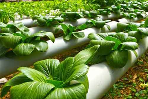 Melihat Peluang dan Analisis Bisnis Tanaman Hidroponik Dengan Untung Rp50 Juta Tiap Bulan 03 - Finansialku