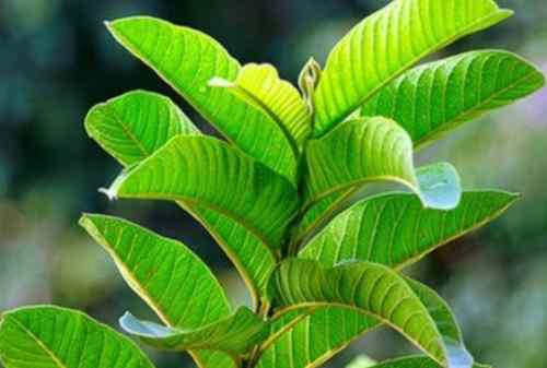 Obat Sakit Gigi Alami 06 Daun Jambu Biji - Finansialku